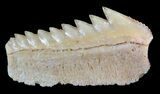 Fossil Cow Shark (Hexanchus) Tooth - Morocco #50530-1
